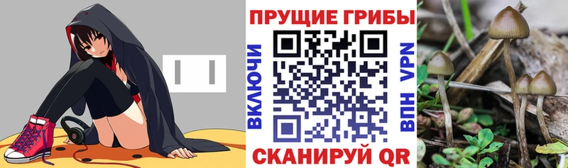 Псилоцибиновые грибы Magic Shrooms купить наркоту Судогда